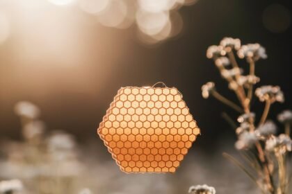 RegalBuzz: Complete Guide, Features, Uses, Safety, and What You Need to Know